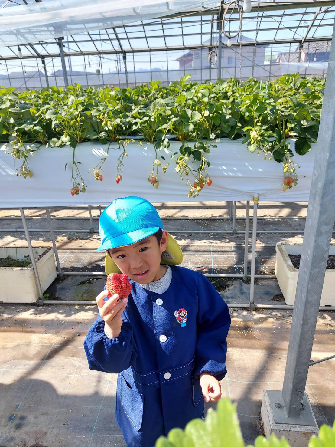 おにぎりサイズのいちご発見