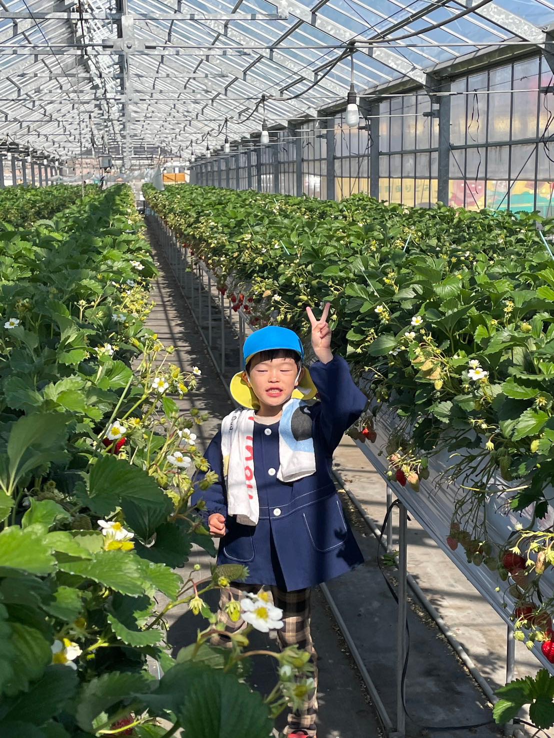 いちごたくさん